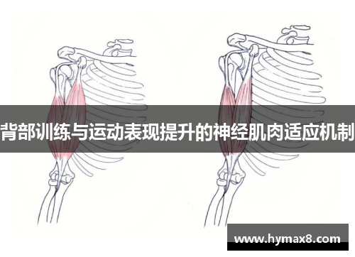 背部训练与运动表现提升的神经肌肉适应机制